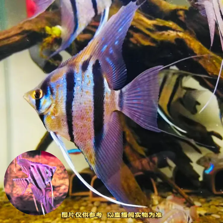 魔门斯卡神仙鱼（袋内包损）