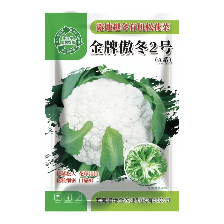 露地越冬反季节种植耐寒抗冻青梗松花菜口感脆甜金牌傲冬2号A系