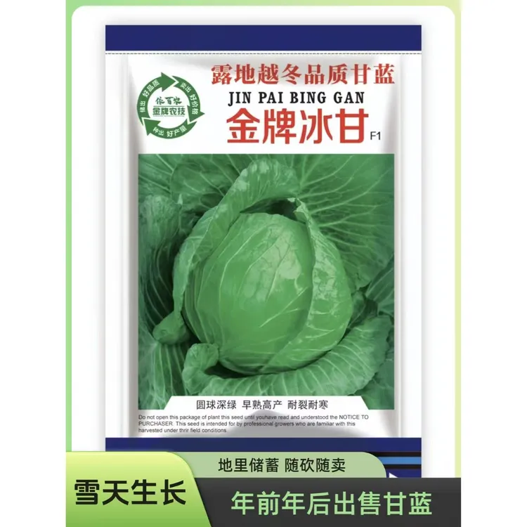 露地种植春节前后收获上市甘蓝品种金牌冰甘种子耐寒品质耐低温