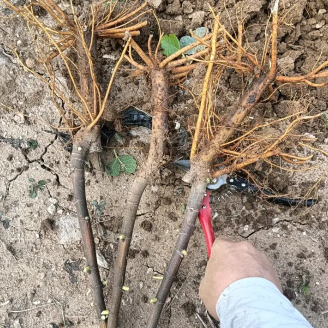 莱西人家 芭劳奈斯特拉波姬红斯特拉金奥芬等盆栽地栽