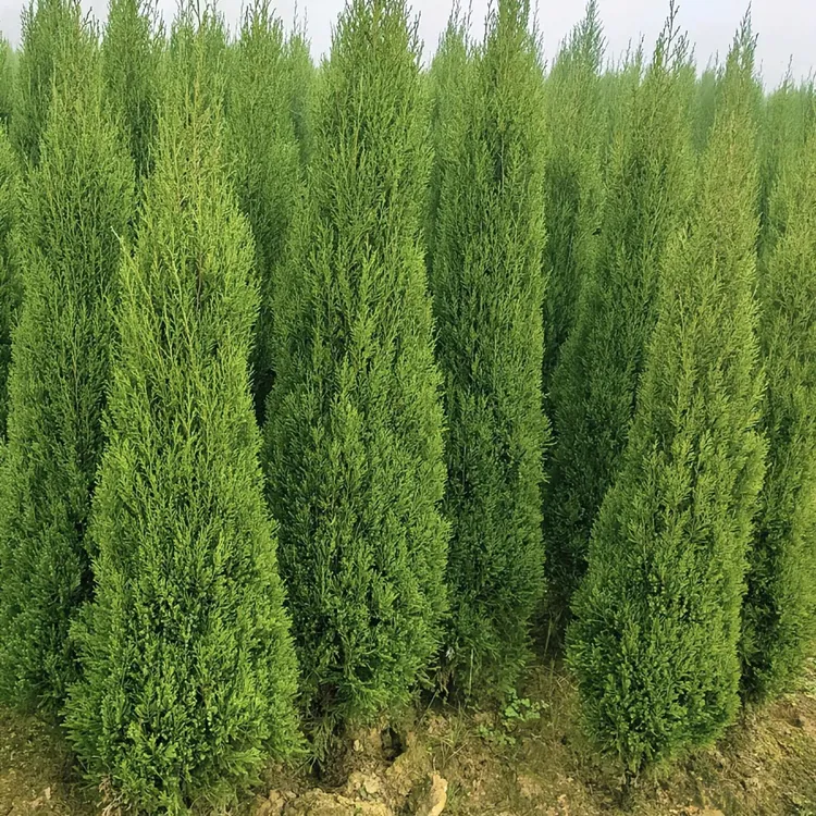 四季常青蜀桧 墓地松 扫墓松 清明塔松 树工程绿化苗苗木花卉