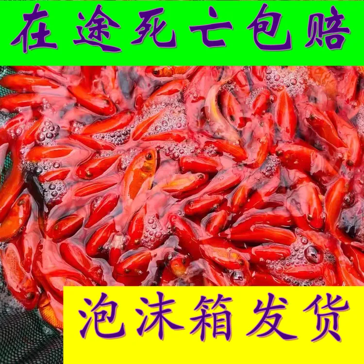冷水观赏鱼小红草金小金鱼好养锦鲫鱼小型鱼自来水活鱼宠物鱼