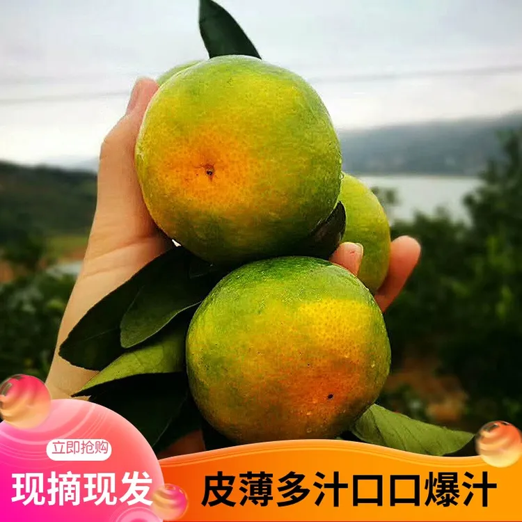 湖南省资兴市清江蜜桔自然成熟不打药不催熟爽口多汁现摘发货