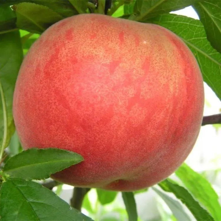 湖南东江湖水蜜桃新鲜水果现摘现发孕妇水果应季时令生鲜