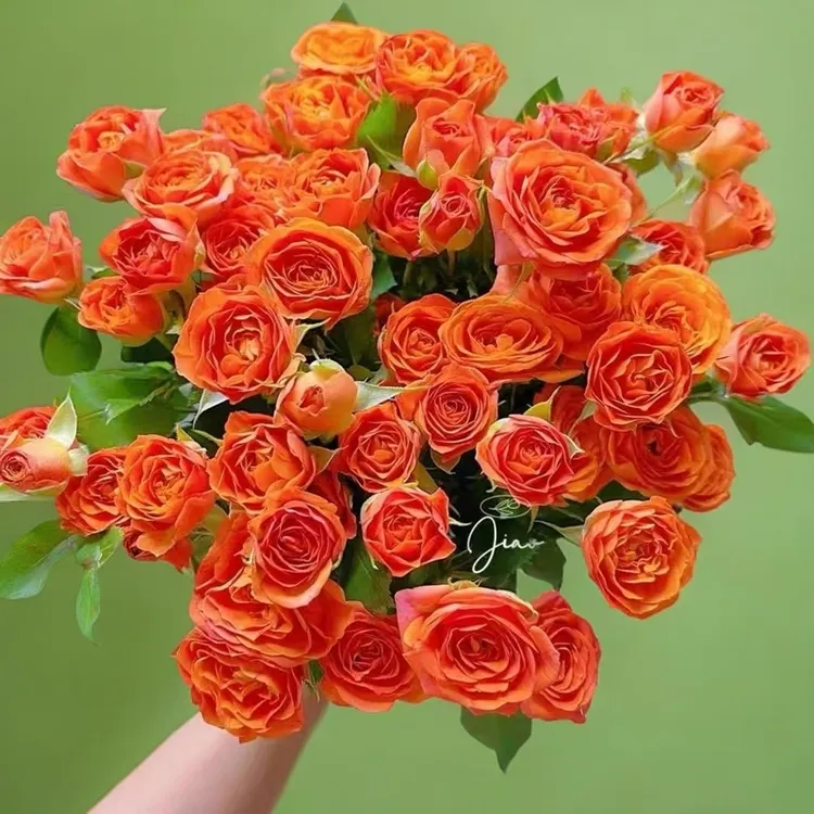 云南直发橙色芭比多头玫瑰鲜花浪漫插花芭比花材家用花束玫瑰花