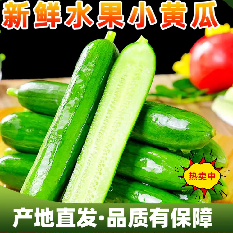 自家种植水果小黄瓜一箱3斤清脆爽口饱满多汁新鲜采摘现摘现发
