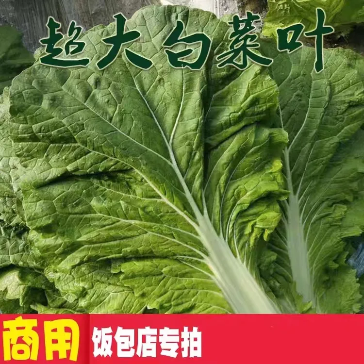 【现摘现发】东北新鲜白菜叶饭包叶超大白菜叶饭包店商用叶