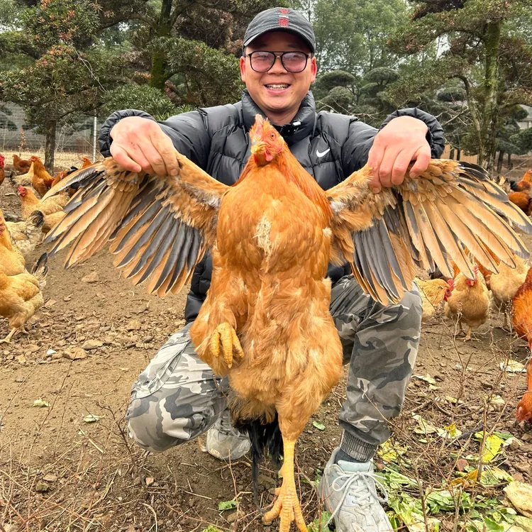农家散养土鸡10个月以上（杀好冰袋泡沫箱发货） 顺丰包邮