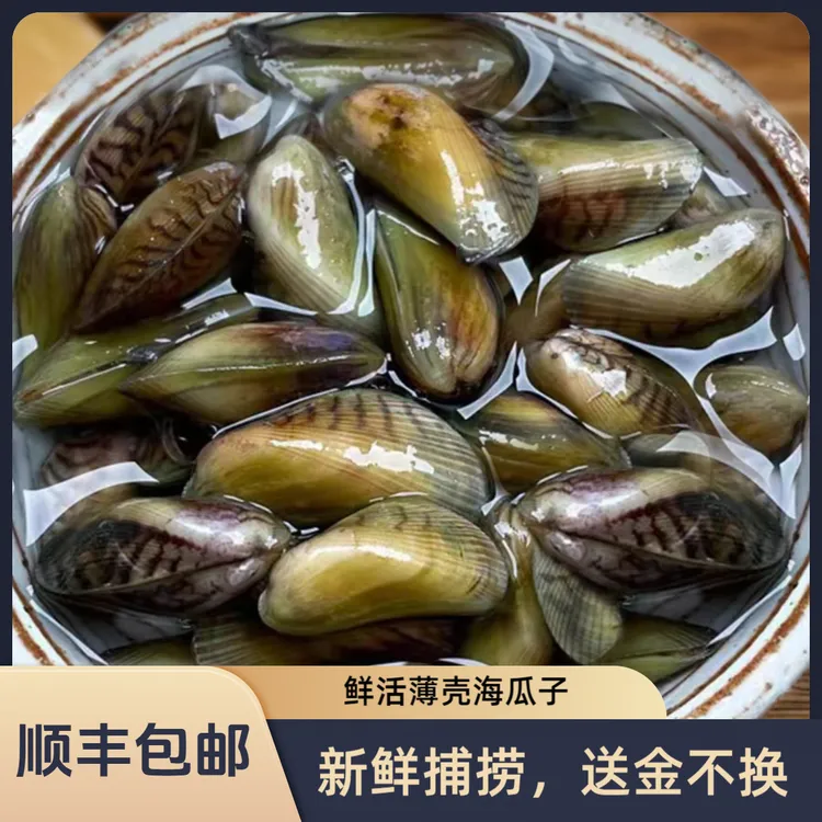 新鲜特大福建潮汕海瓜子薄壳米鲜活海鲜送金不换1袋净重400克