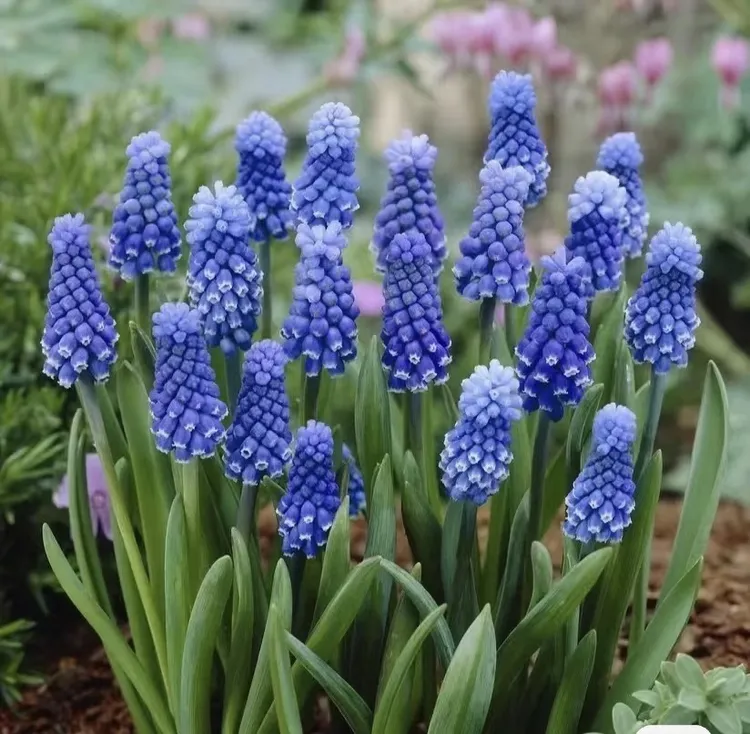 葡萄风信子土培水培种球耐寒球根多年生易繁殖春季种植美丽花卉宝