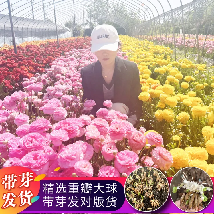 催芽花毛茛重瓣种球洋牡丹多年生种子盆栽根爪苗庭院耐寒四季花卉
