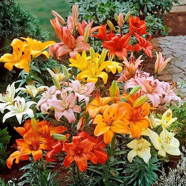 香水百合种球室内盆栽庭院观花芳香百合花四季栽培