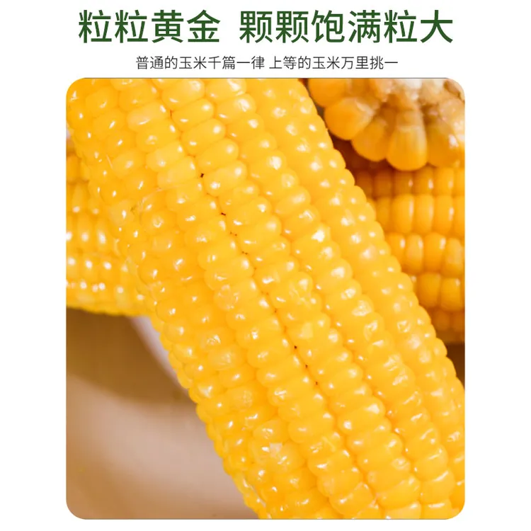 24年高品质头茬黄糯玉米280g-320拍8+2发10铝箔包装整箱6斤以上