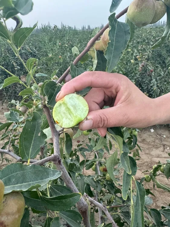 【顺丰包邮】新疆和田沙漠地种植蟠枣 净重4斤 鲜枣脆甜爆汁