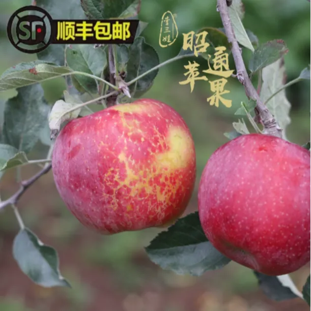 【顺丰 坏果包赔】云南昭通丑苹果 3斤、5斤/9斤现摘现发