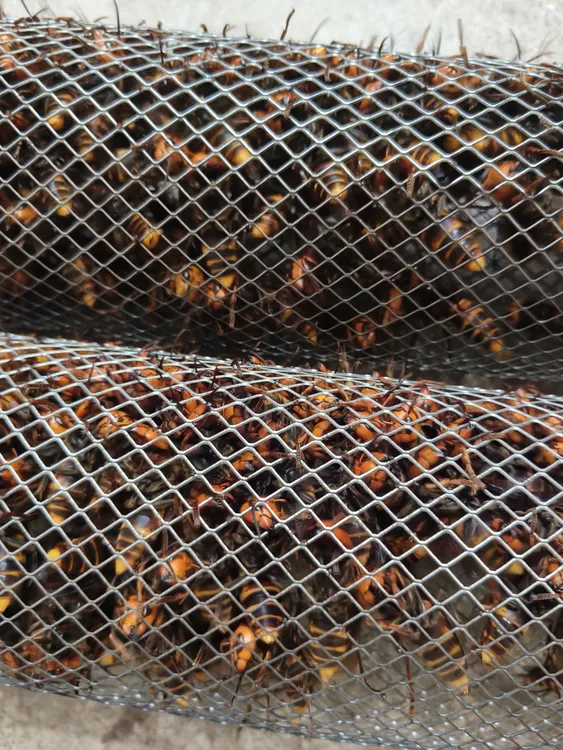金环虎头蜂老蜂，户外一手资源，每天现货。