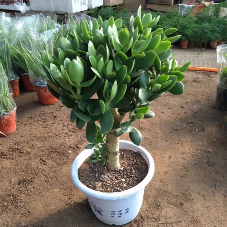 玉树盆栽老桩万年青多肉植物室内阳台摆件观赏净化空气玉树花卉