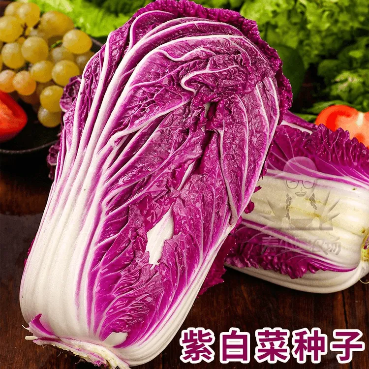 紫白菜种孑红色大白菜种子秋天冬季易种好吃紫美人紫白菜蔬菜籽A