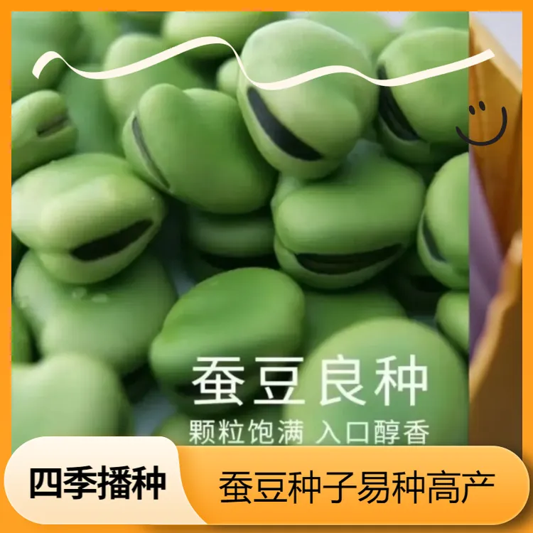 蚕豆种子早熟高产可留种罗汉杂粮种子盆栽南北方四季可播种种子B