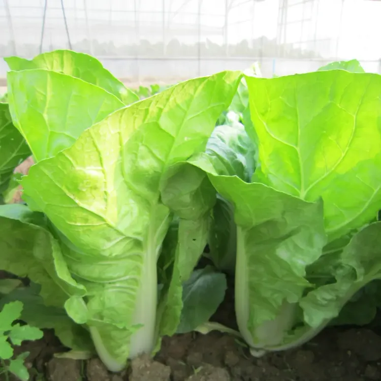 【快菜种子】小白菜种子籽春秋冬蔬菜菜种籽奶油快菜种子A