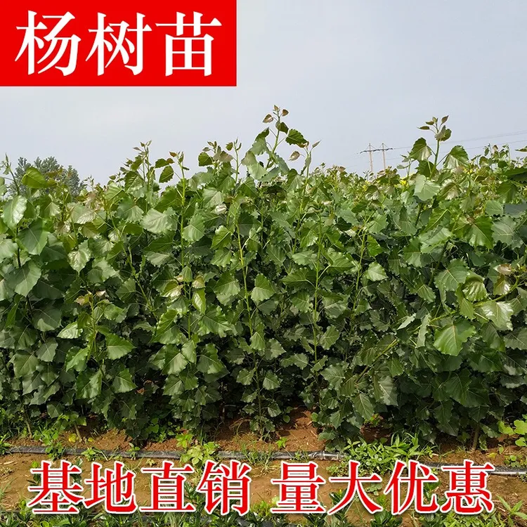 占地拆迁苗木白杨树苗白杨树杨树苗107速生杨树苗植树造林 白杨苗