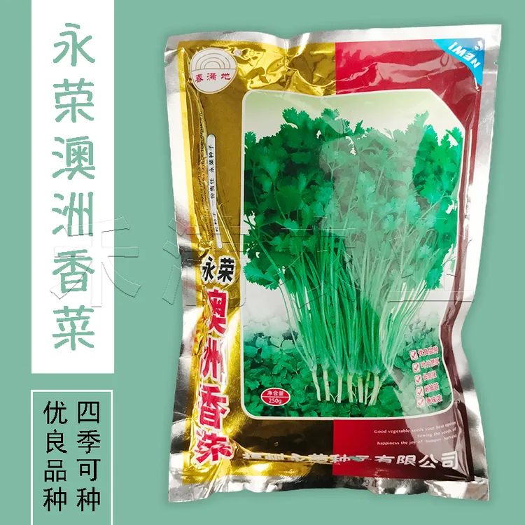 四季速生香菜种子易种耐寒香菜籽高产大叶香菜种籽大包装基地高端