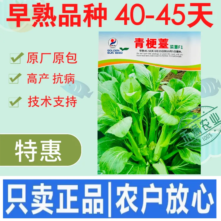 绿梗白菜苔种子甜苔菜心籽甜脆多芽高产多芽味甜农家大田蔬菜种子