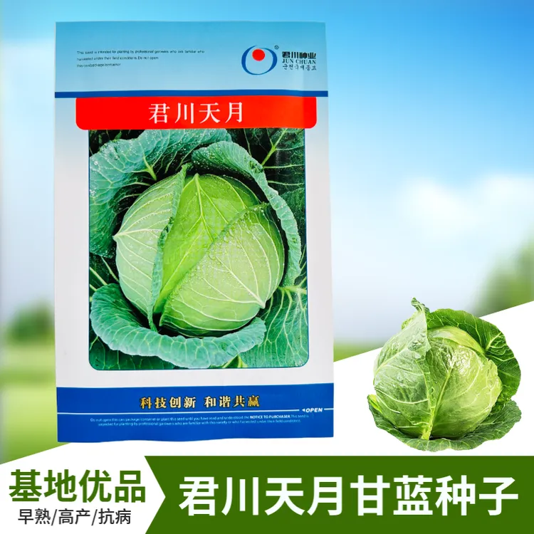 【君川种业】君川天月甘蓝种子甘蓝菜种籽 包心菜 卷心菜种苗大头菜