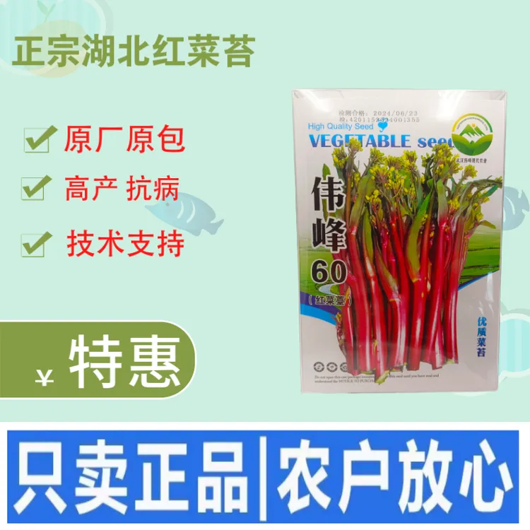 正宗武汉红菜苔种子批2克洪山菜苔种子湖北脆嫩早熟秋冬高产耐寒1