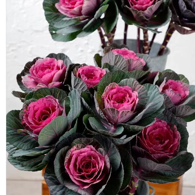 多头玫瑰甘蓝盆栽地栽庭院花卉耐热耐寒