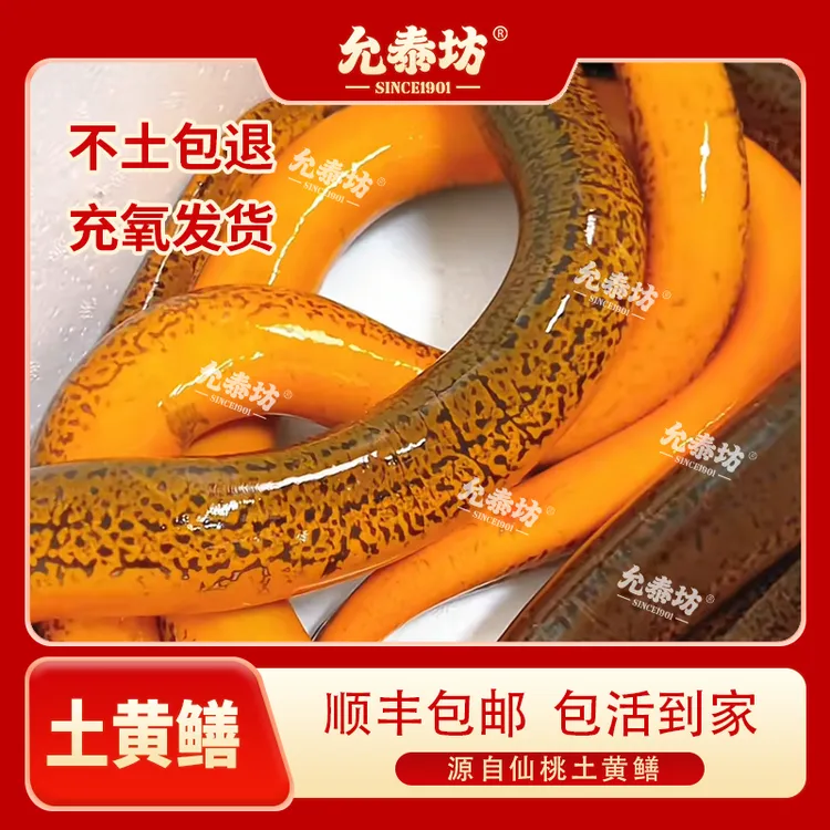 允泰坊美味土黄鳝优质鲜活水产3斤顺丰包邮精品烹饪肉质细嫩鲜美