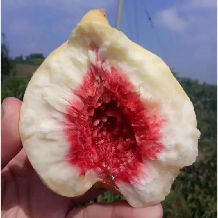 顺丰包邮【升级版精品果】软糯酸甜小小小小毛桃正宗丹东秋白桃