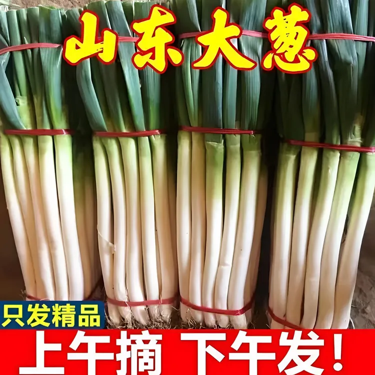 山东铁杆大葱农场现挖现发保证新鲜脆甜蔬菜生吃佳品