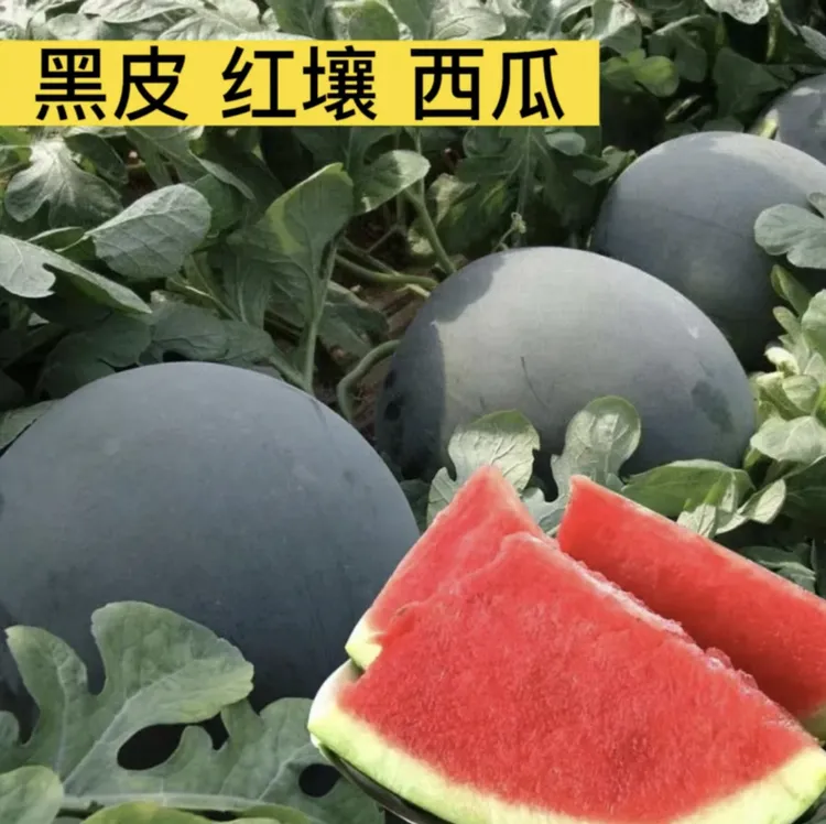 【黑皮西瓜】西瓜种子适应性强四季种植西瓜种子甜脆夏季水果种子