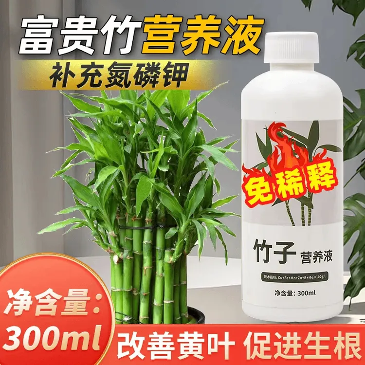 富贵竹水培治黄叶促生根烂根家用植物免稀释营养液