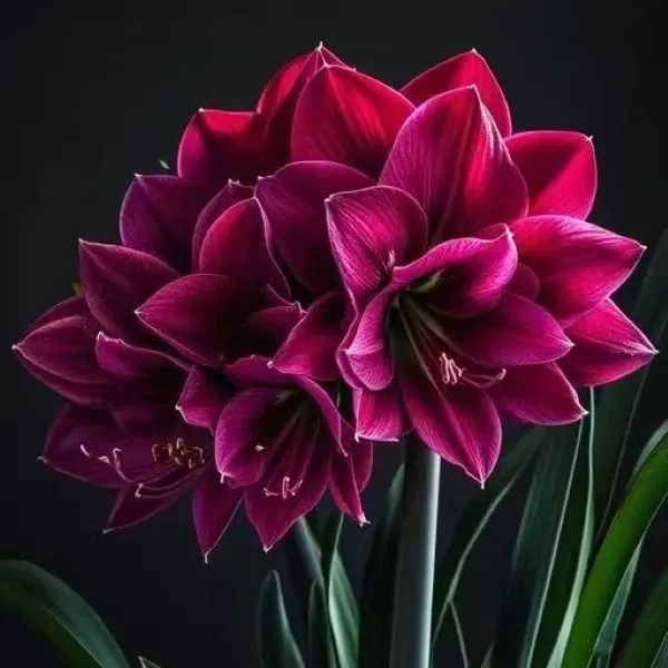 进口荷兰重瓣朱顶红种球大花浓香好养活室内盆栽四季开花植物大球