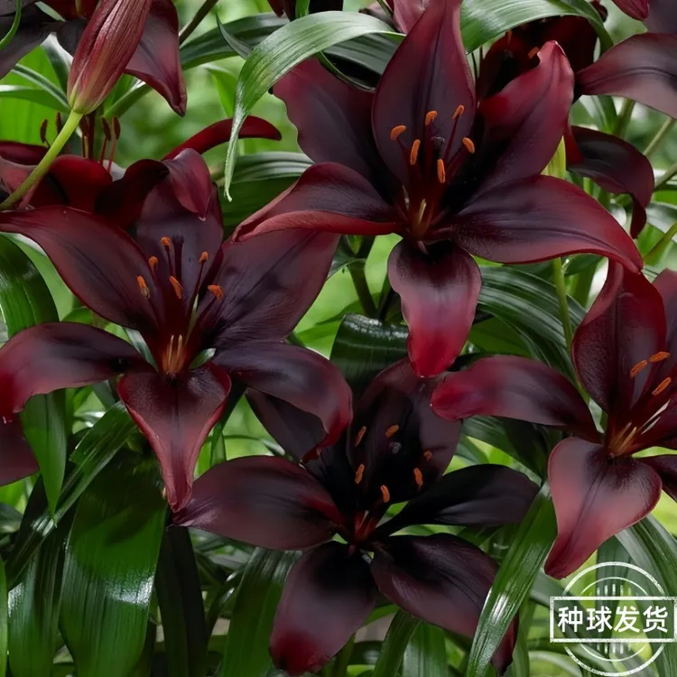 香水百合种球耐寒好养观花芳香栽培百合花室内耐寒庭院四季盆栽