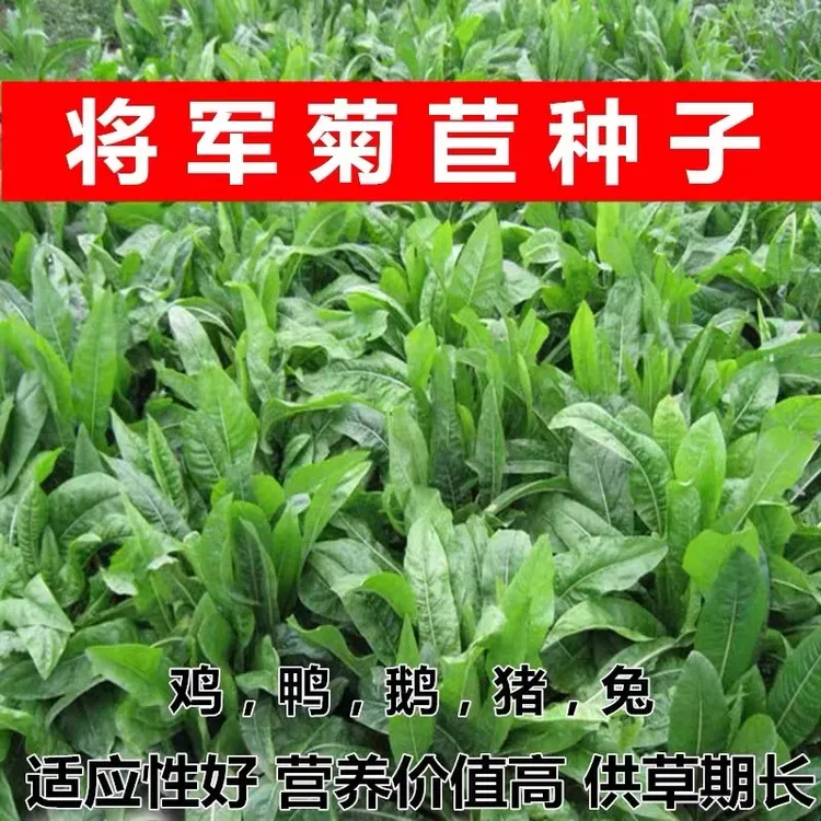 将军菊苣大叶多年生兔子草种猪牛鱼鸡鸭鹅爱吃的养殖四季牧草种子