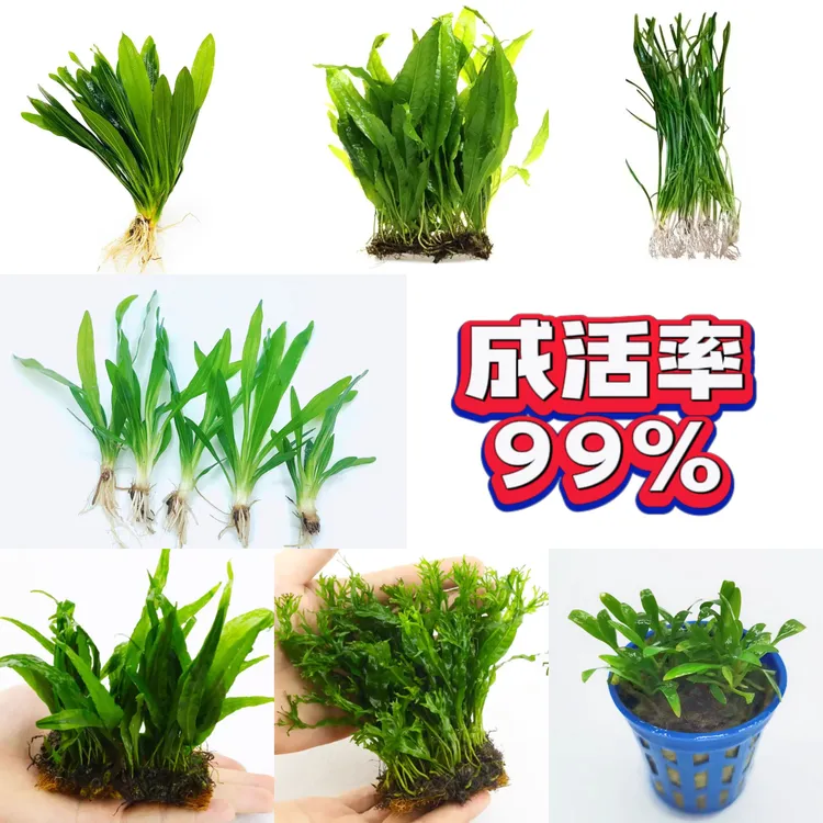 小强水草【高存活】无需水草泥新手阴性水草古法养鱼生态缸绿植园艺
