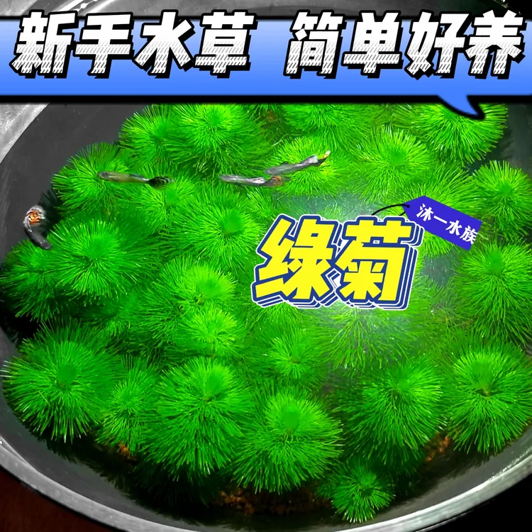 【绿菊水草】观赏鱼活体绿植新手鱼缸装饰后景草造景净化水质增氧