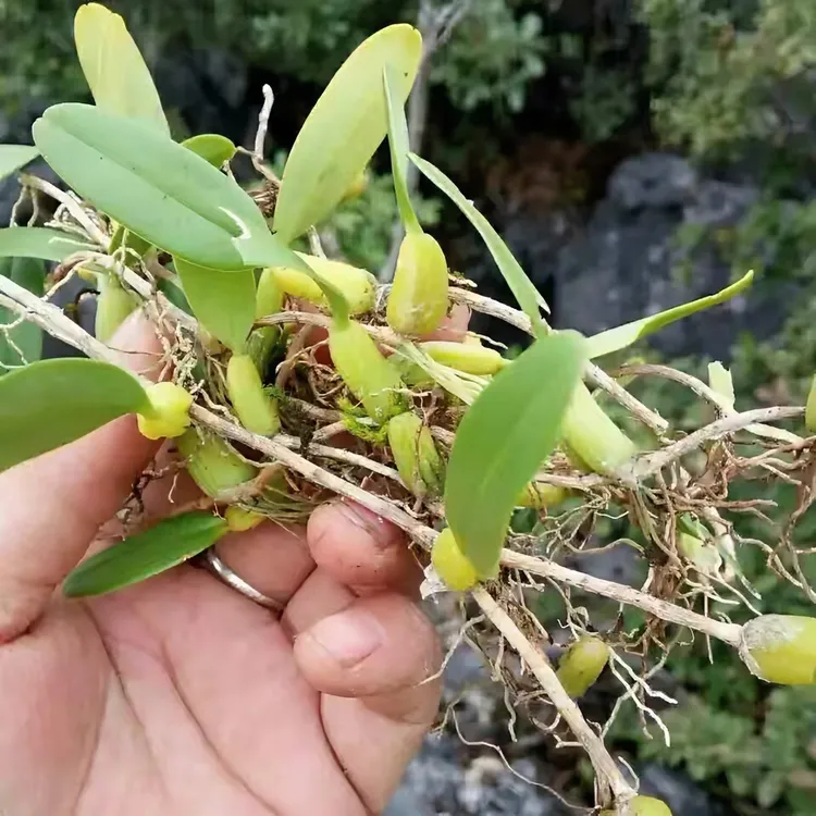 潮汕特产单叶小果石橄榄菜新鲜山野蔬菜煲汤食材