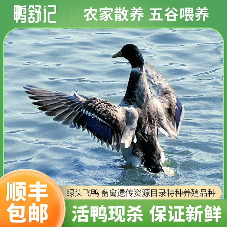 鲜活优质绿头野飞鸭 青头鸭 母鸭下绿壳蛋  现杀真空包装顺丰包邮