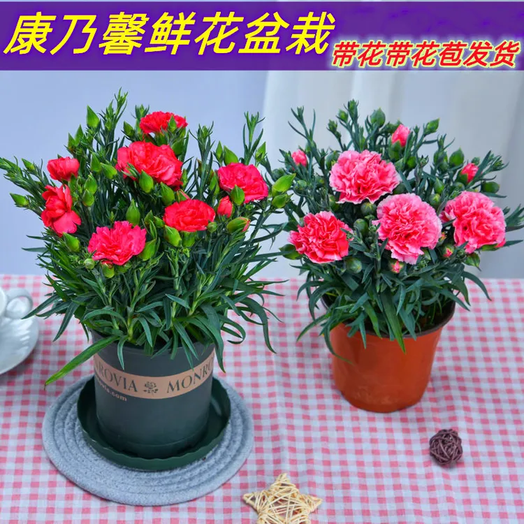 康乃馨盆栽花苗带花苞四季开花红色阳台客厅桌摆绿植清新好养易活
