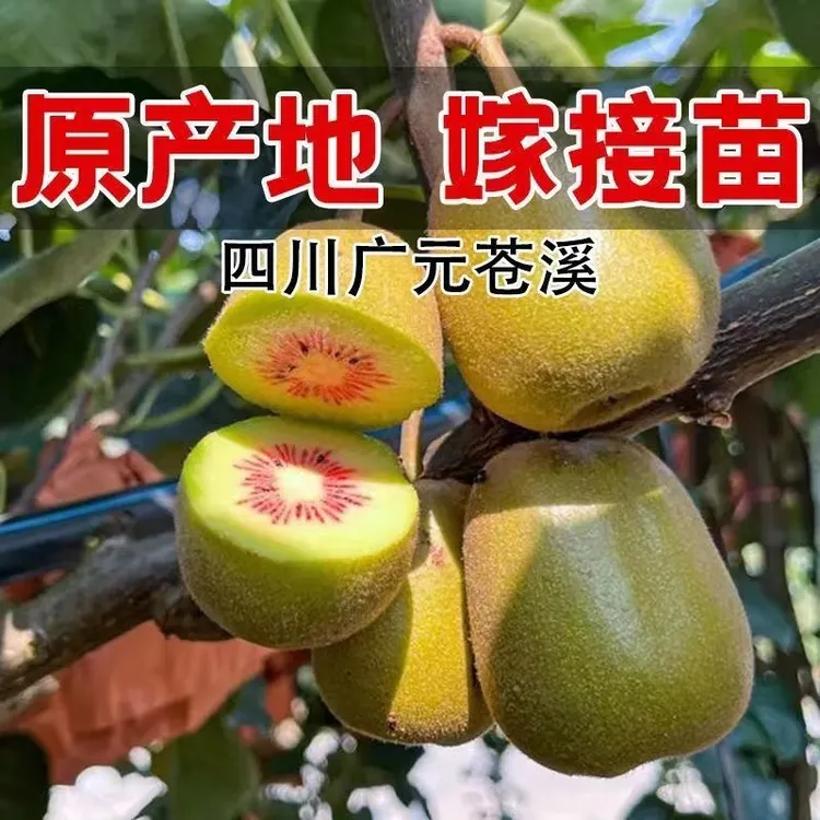 小繁家【杯苗】四川红心猕猴桃嫁接苗徐香猕猴桃树苗奇异果苗绿心