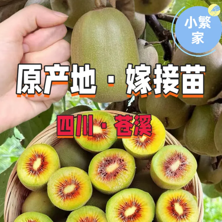 小繁家【泥浆发货】四川红心猕猴桃嫁接苗翠香猕猴桃树苗奇异果苗
