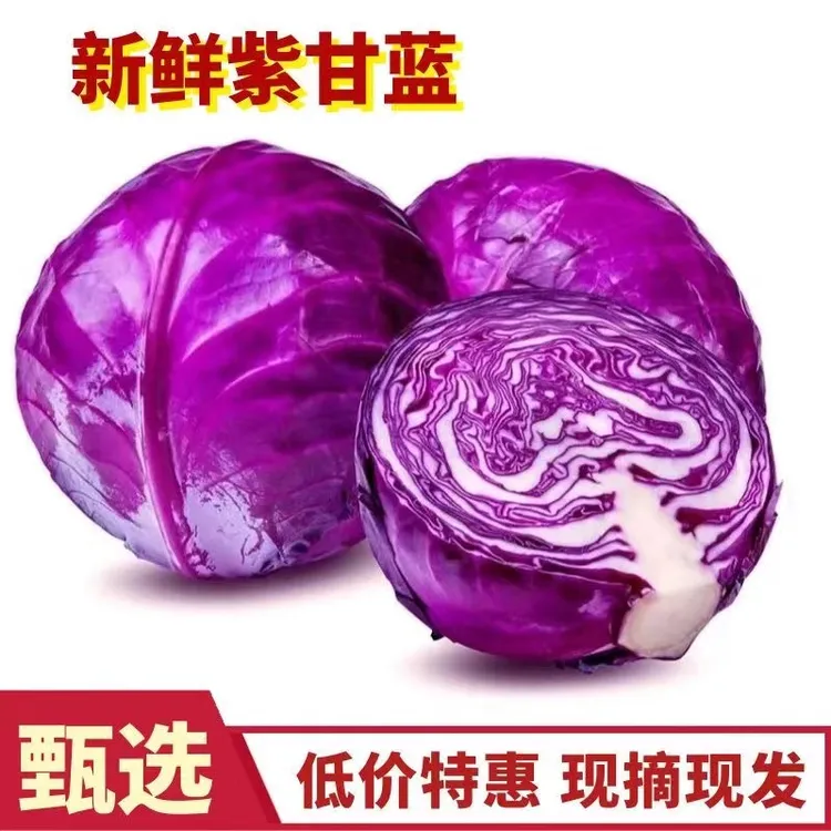 【寿光蔬菜】紫甘蓝新鲜卷心菜紫包菜紫甘蓝球大头菜沙拉菜即食健康