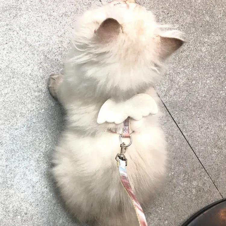 猫咪牵引绳小型犬专用泰迪比熊遛猫绳背心式防脱兔子狗链子狗绳子