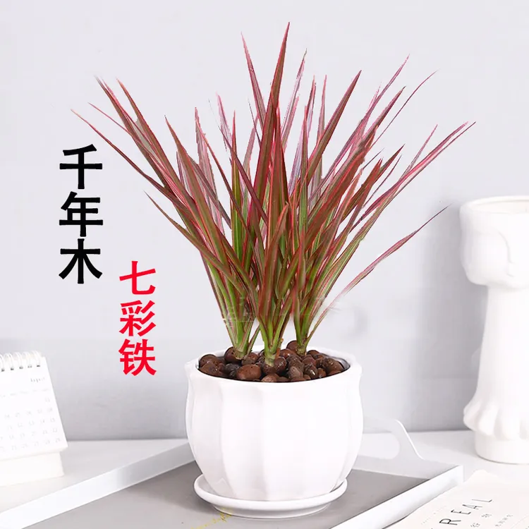 千年木七彩铁水培土培植物盆栽室内绿植花卉客厅办公室好养易活