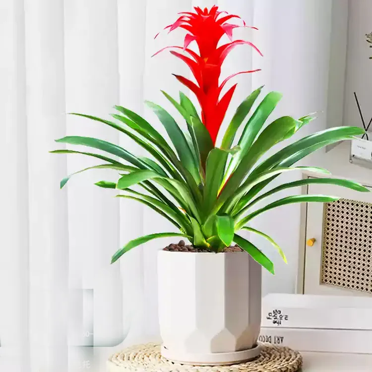 鸿运当头盆栽客厅大型植物红星凤梨室内客厅办公室开业送礼绿植花