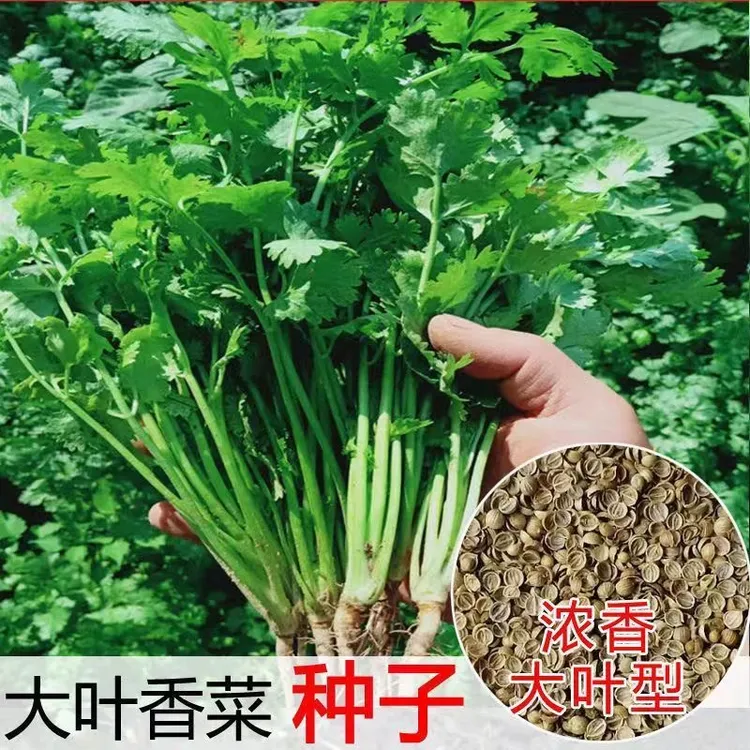 【大叶香菜种子】四季大叶香菜花盆菜园可种速生免破壳香菜种子